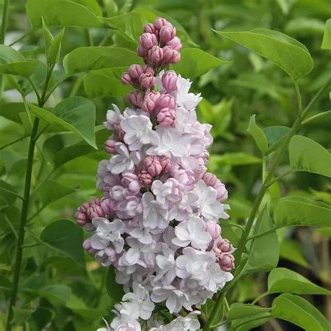 Beauty Of Moscow Lilac Shrubs For Sale Ashridge