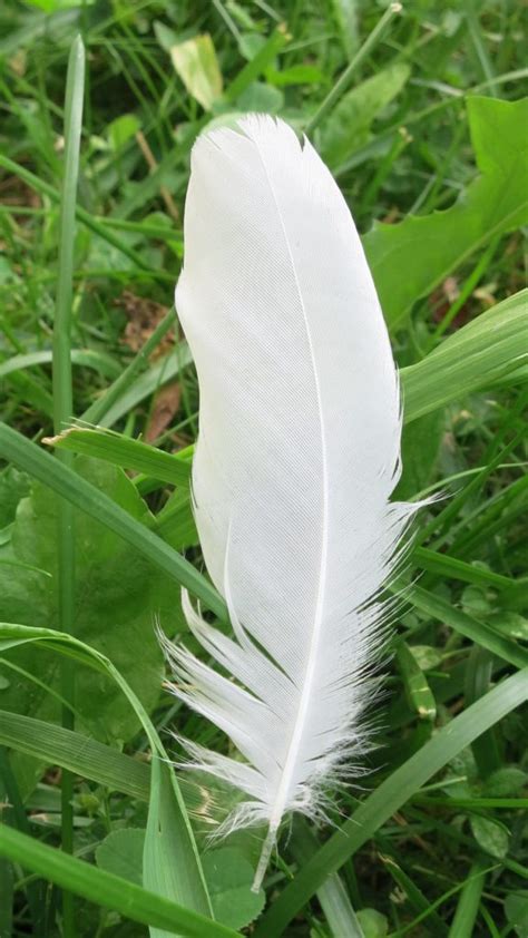 A White Feather | I Just Gotta Share…