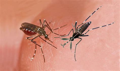We would like to show you a description here but the site won't allow us. EPA approves bacteria-infected insects to kill mosquitoes