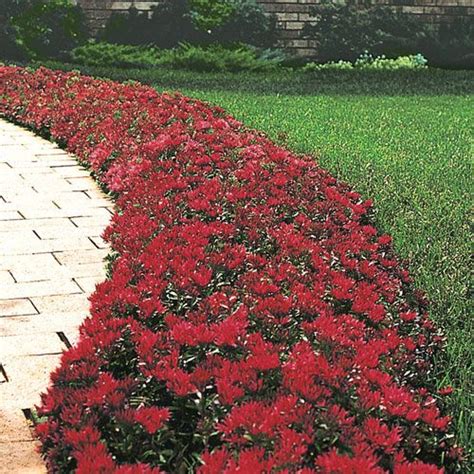 Nandina is okay in full sun but it tolerates full shade areas as well. Red Creeping Sedum - Shop Ground Cover | Michigan Bulb ...