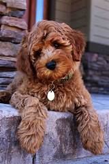 Kc labradoodles is a premier breeder of gorgeous, intelligent, and playful bernedoodle puppies and double doodle puppies. Labradoodle Puppy Adoption (With images) | Labradoodle ...