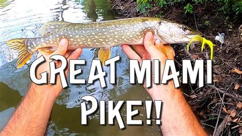 I Caught My First Pike In Ohio Great Miami River Youtube