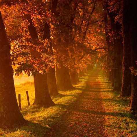 Autumn Wallpaper for iPad - WallpaperSafari