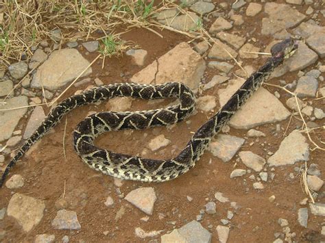 Costa Rica Discovered: Peligroso! Very Dangerous! The Most Dangerous