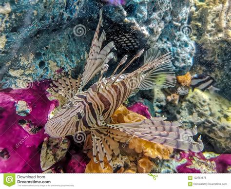 Tropical Fish Lionfish Under Water Stock Image Image Of Tropical
