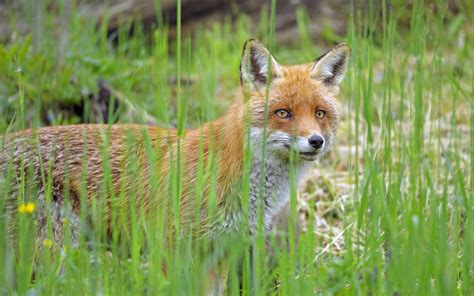 Download Wallpaper 3840x2400 Fox Glance Animal Grass Wildlife 4k
