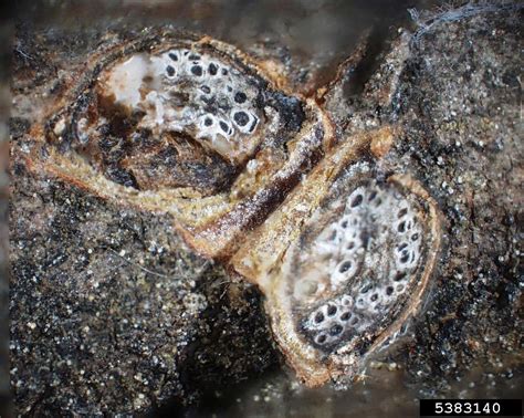 Hybridisatorer har forsøgt at skabe en hybrid med den overlegne kvalitet af den europæiske. Eastern Filbert Blight Management - What Are Eastern ...