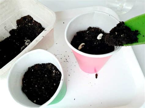 Planting Seeds With Toddlers My Bored Toddler