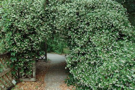 What's the smell of roses in the garden? Fifty Fragrant Plants For Florida Landscapes - UF/IFAS ...