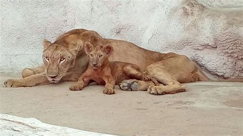 Lioness Lara From Doha Zoo Gave Birth To Five Cubs The Life Pile