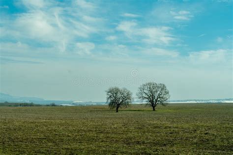 Two Bare Trees On Large Meadow Landscape Gloomy And Sad Field View