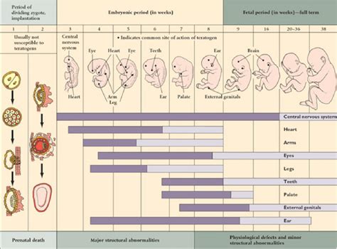 The Critical Stages Of Prenatal Development Download Scientific Diagram
