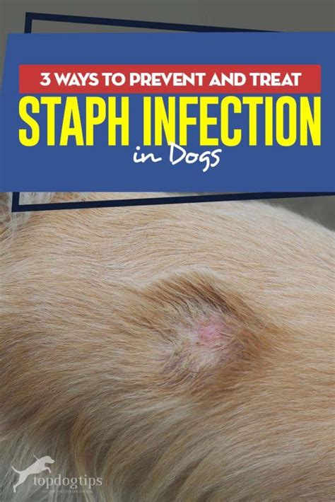 How To Cure A Staph Infection In Dogs
