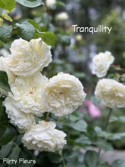 Tranquility Garden Rose Flirty Fleurs The Florist Blog Inspiration