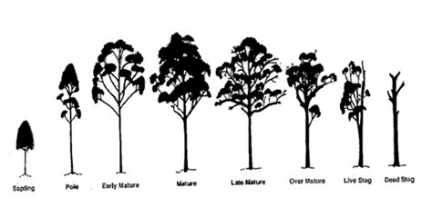 Das ändert sich mit diesem ebay tagesangebot, denn der cleanmaxx bügler für. The circle of (a tree) life - Centennial Parklands