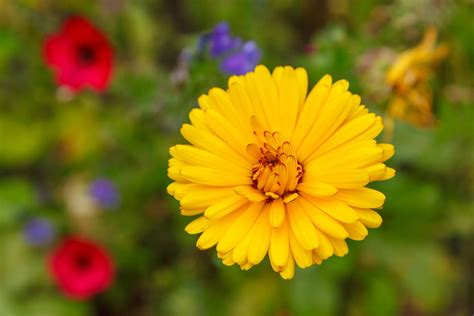 13 Plantas Con Flores Amarillas Para Revitalizar Tu Jardín Y Terraza