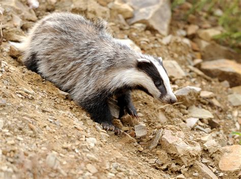 How Drought Impacts The Lives Of Badgers Badger Trust