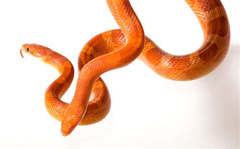How long can a dog live without food? Can Two Corn Snakes Be Kept Together? | Vivarium World