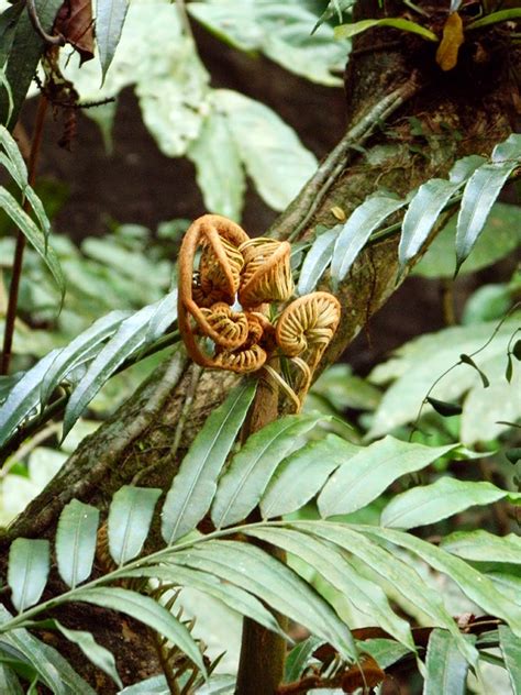 Fenomena deep web yang booming belakangan sukses membuka mata banyak orang tentang internet. Mengenali Hutan Malaysia di FRIM |MyRokan