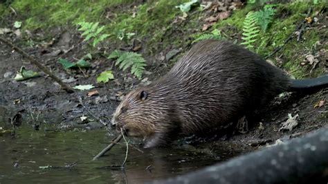 Protect Beavers In Scotland Youtube
