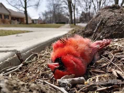 Dead Cardinal Upper Arlington Ohio Dan Keck Flickr