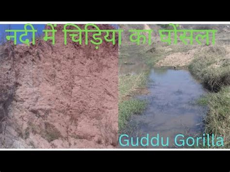 Nadi Me Chidiya Ka Ghosla Guddu Gorilla Ki Dunya 34 YouTube
