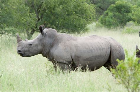 Filewhite Rhino