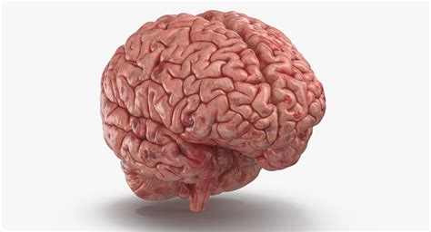 The brain is the most complex organ in the human body, and perhaps the most remarkable. Human Brain