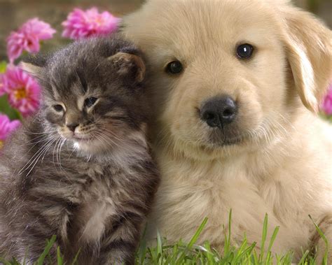 Cute Kittens And Dogs Cute Kittens And Dogs Làm Cho Bạn Yêu động Vật Hơn