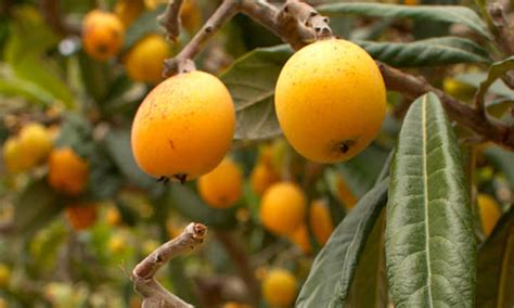 How To Grow A Loquat Tree For Big Harvests Epic Gardening