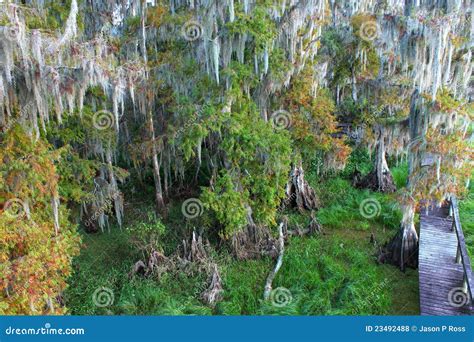 Florida Swamp Stock Photo Image Of Range Footpath Force 23492488