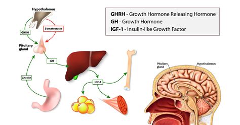Human Growth Hormone Hgh Hormone Replacement Therapy Erectile