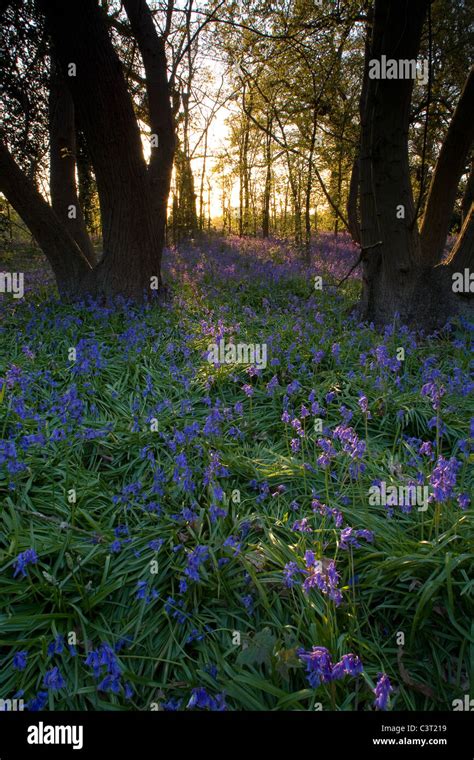 Freston Woods High Resolution Stock Photography And Images Alamy