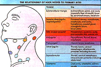 Lung lymph nodes are located in the bronchi, while the tracheobronchial and paratracheal groups are in the neck area. uu03yqo: nodes in neck