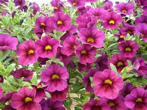 Hardy annual flowers for shade. Beautiful!! | Shade flowers perennial, Flowers perennials ...