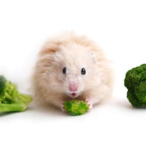 A Fluffy Hamster Fluffy Hamster Is Eating Vegetables With Broccoli