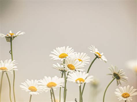 Daisies Wallpaper In 1024x768 Resolution