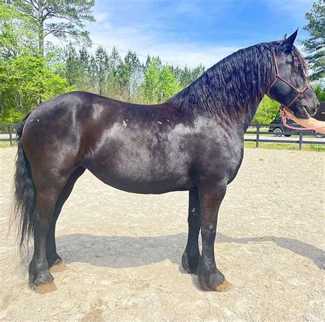 Registered Friesian Mare