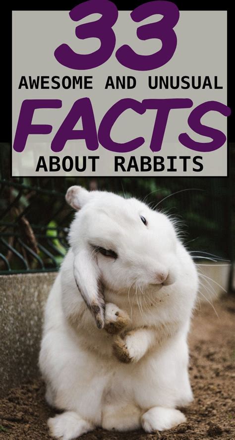 33 Awesome Rabbit Facts To Impress Your Friends Pet Bunny Rabbits