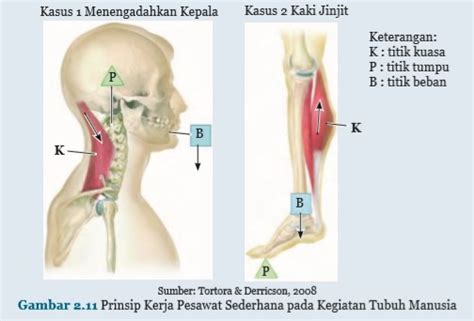 Pesawat sederhana adalah peralatan yang bisa memudahkan pekerjaan manusia. Prinsip Kerja Pesawat Sederhana pada Sistem Gerak Manusia ...