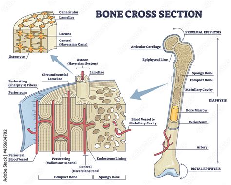 Bone Cross Section And Isolated Anatomical Detailed Structure Outline Diagram Labeled