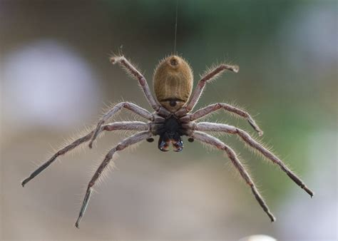 Какие пауки водятся в австралии 89 фото