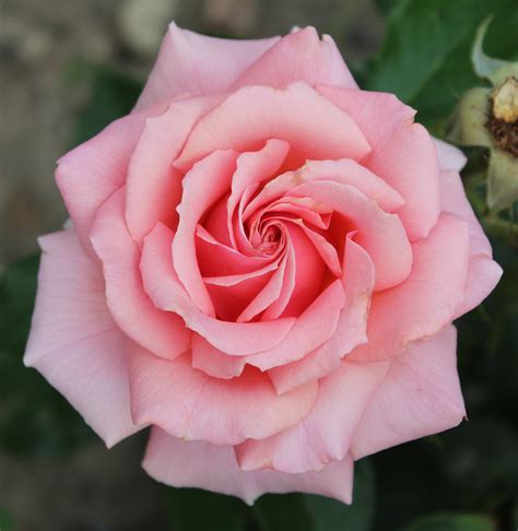 In the dupont equation, roe is equal to profit margin multiplied by asset turnover multiplied by financial leverage. poesie rose