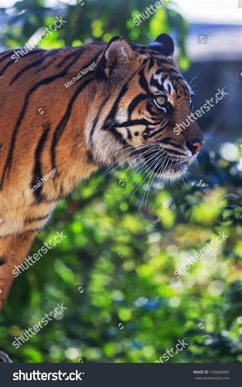 Tiger Portrait Stock Photo 156686882 Shutterstock