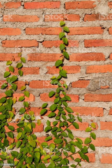 Growing Creeping Figor Creeper Plantcovers Brick Wall Stock Photo