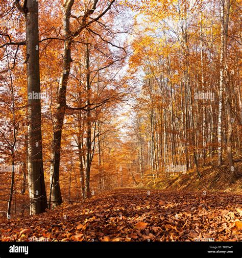 Common Beech Fagus Sylvatica Forest In Fall Germany Stock Photo Alamy