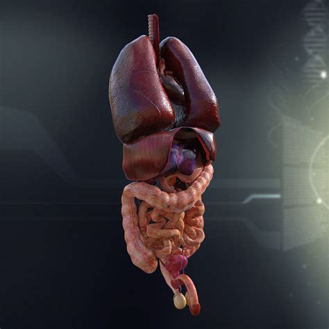 3d visualization of the human anatomy. Human Male Internal Organs 3D Model MAX OBJ 3DS FBX LWO LW ...