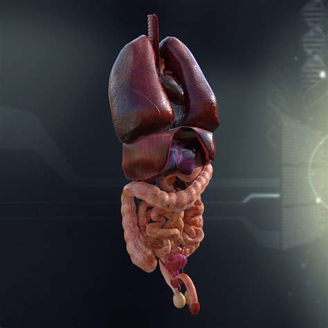 Download in under 30 seconds. Human Male Internal Organs 3D Model MAX OBJ 3DS FBX LWO LW ...