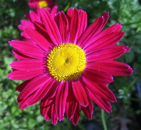 The fibonacci retracement is a technical analysis tool used to find support or resistance levels based on fibonacci ratios. Flowers with Fibonacci Numbers | Flickr
