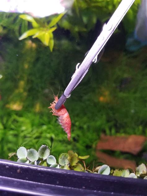 Check out our cholla wood selection for the very best in unique or custom, handmade pieces from our aquariums & tank decor shops. Cholla wood turning red - Aquarium Product Reviews ...